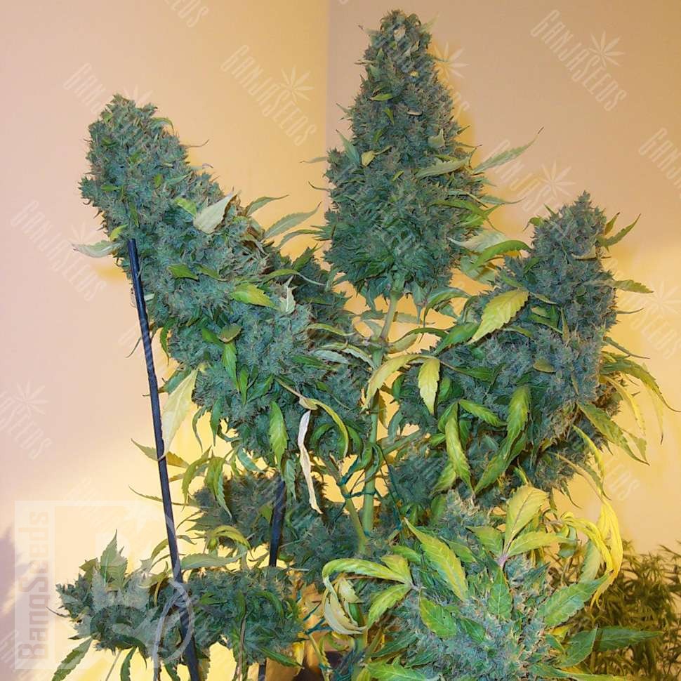 Семена  Auto Vertigo feminised Ganja Seeds