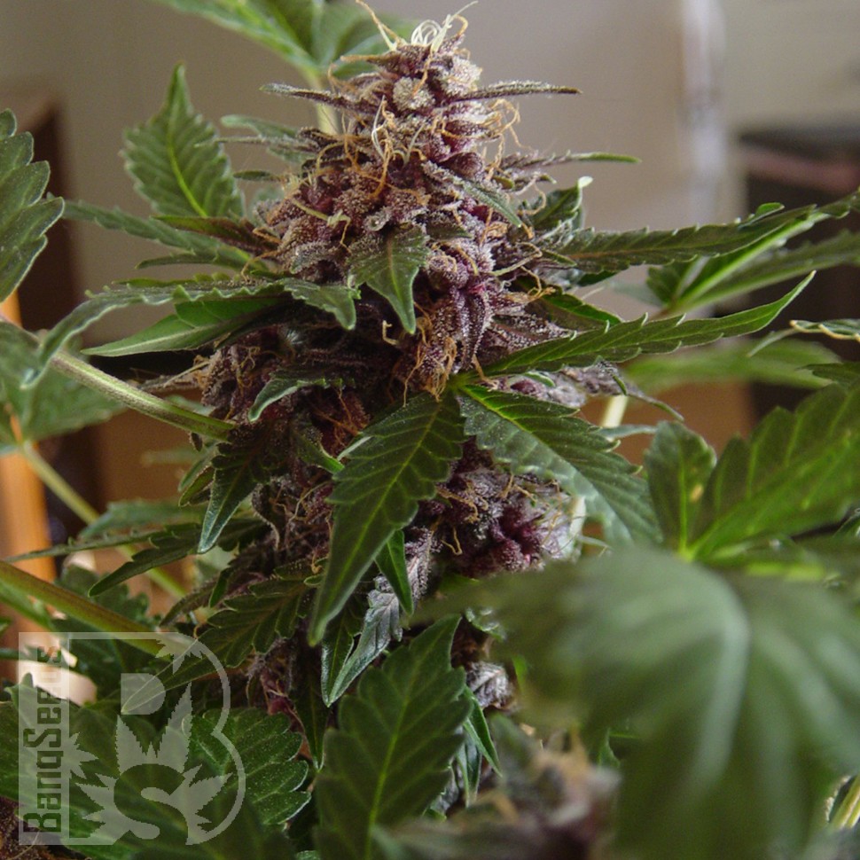 Семена марихуаны  Purple Sunset feminised Ganja Seeds