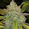 Семена марихуаны  Purple Sunset feminised Ganja Seeds