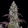 Семена марихуаны  Purple Sunset feminised Ganja Seeds