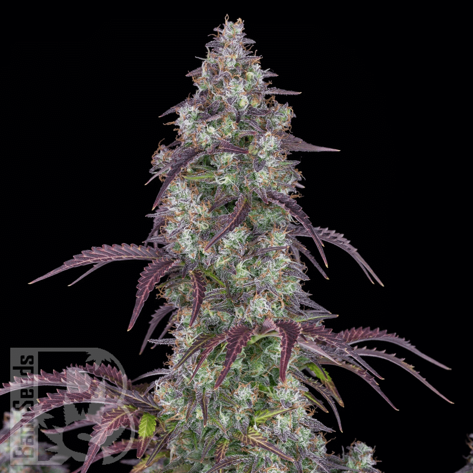 Семена марихуаны  Purple Sunset feminised Ganja Seeds