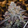Семена марихуаны  Purple Sunset feminised Ganja Seeds
