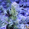 купить семена конопли элитных сортов Auto AK 47 feminised