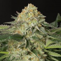 Amnesia Lemon regular Ganja Seeds