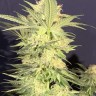 Семена марихуаны  Amnesia Lemon regular Ganja Seeds