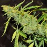 Семена марихуаны  Amnesia Lemon regular Ganja Seeds