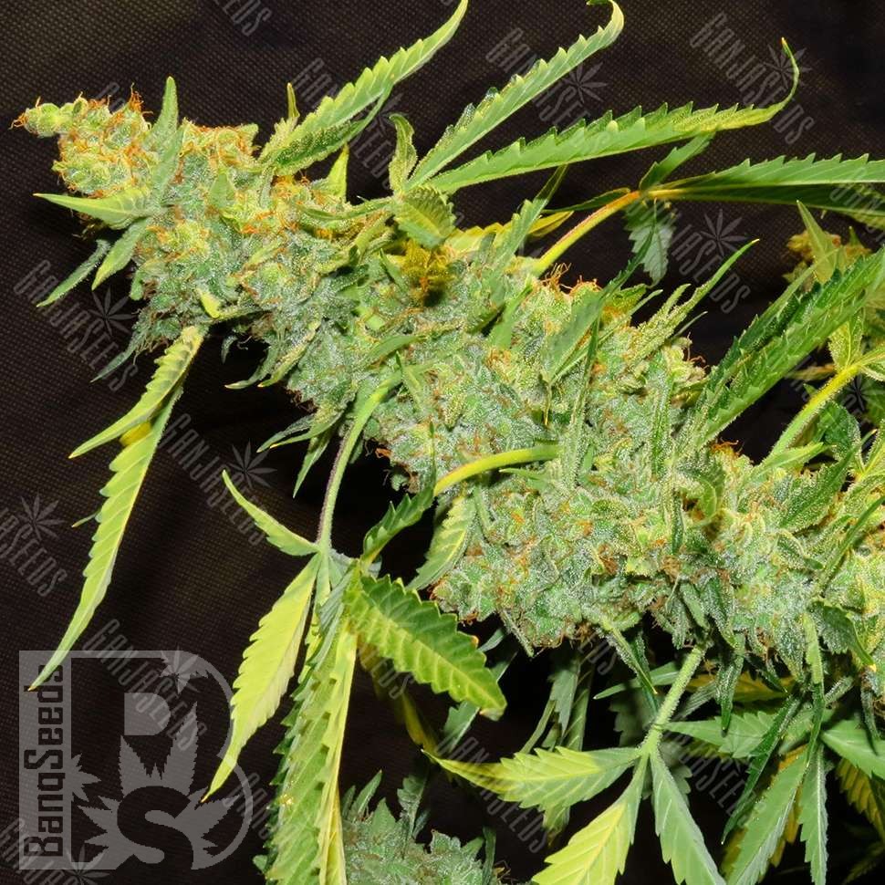 Семена марихуаны  Amnesia Lemon regular Ganja Seeds