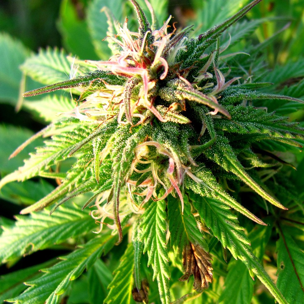 купить семена конопли марихуаны Auto Blueberry x Blue Mystic feminised