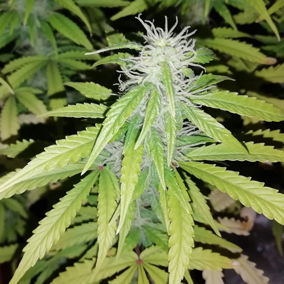 купить семена конопли недорого Auto Blueberry x Blue Mystic feminised