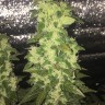 купить качественные семена конопли Auto Blueberry x Blue Mystic feminised