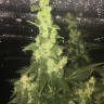 купить семена конопли с доставкой Auto Blueberry x Blue Mystic feminised