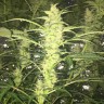 купить семена конопли f1 в оригинальной упаковке Auto Blueberry x Blue Mystic feminised