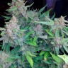 купить автоцветущие семена конопли Auto Blueberry x Blue Mystic feminised