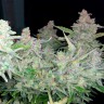 купить семена конопли интернет магазин Auto Blueberry x Blue Mystic feminised