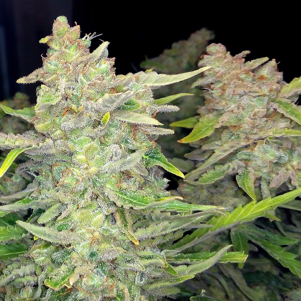 Семена марихуаны  Auto Blueberry x Blue Mystic feminised Ganja Seeds