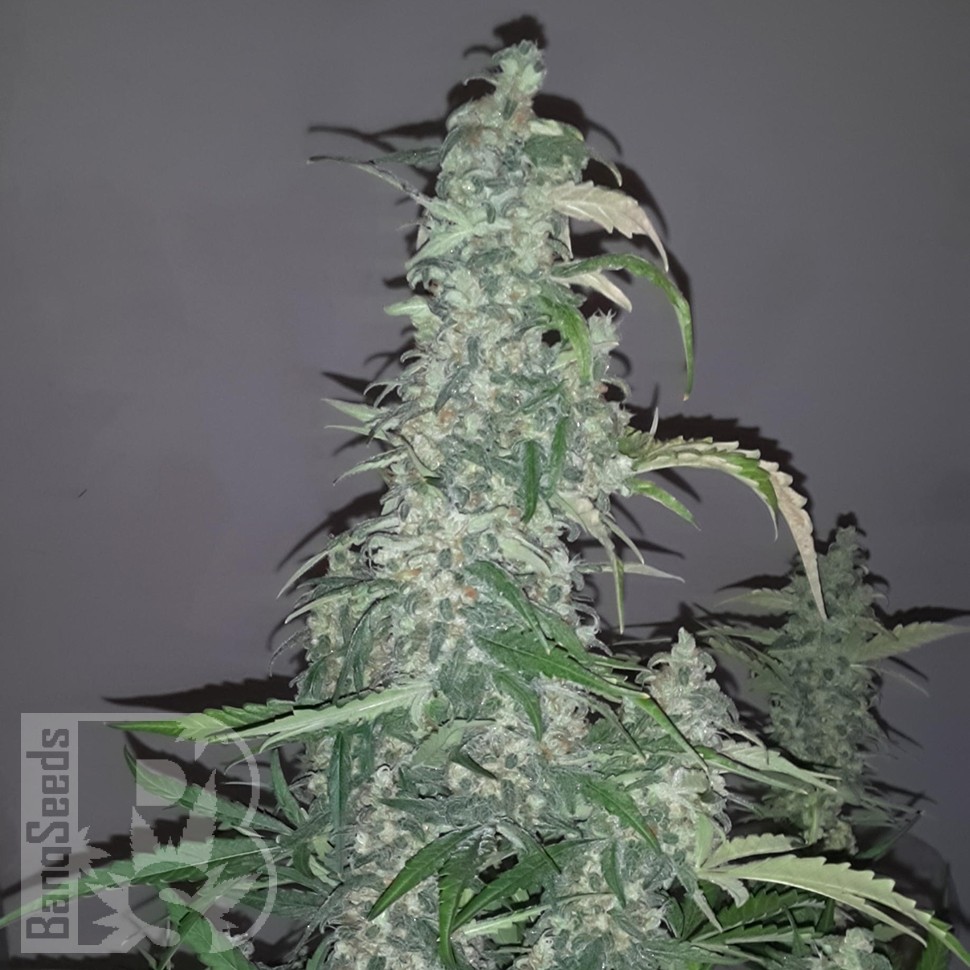 Семена  Auto Wappa feminised Ganja Seeds
