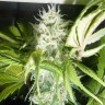 Семена конопли  Puta Madre Kush feminised Ganja Seeds