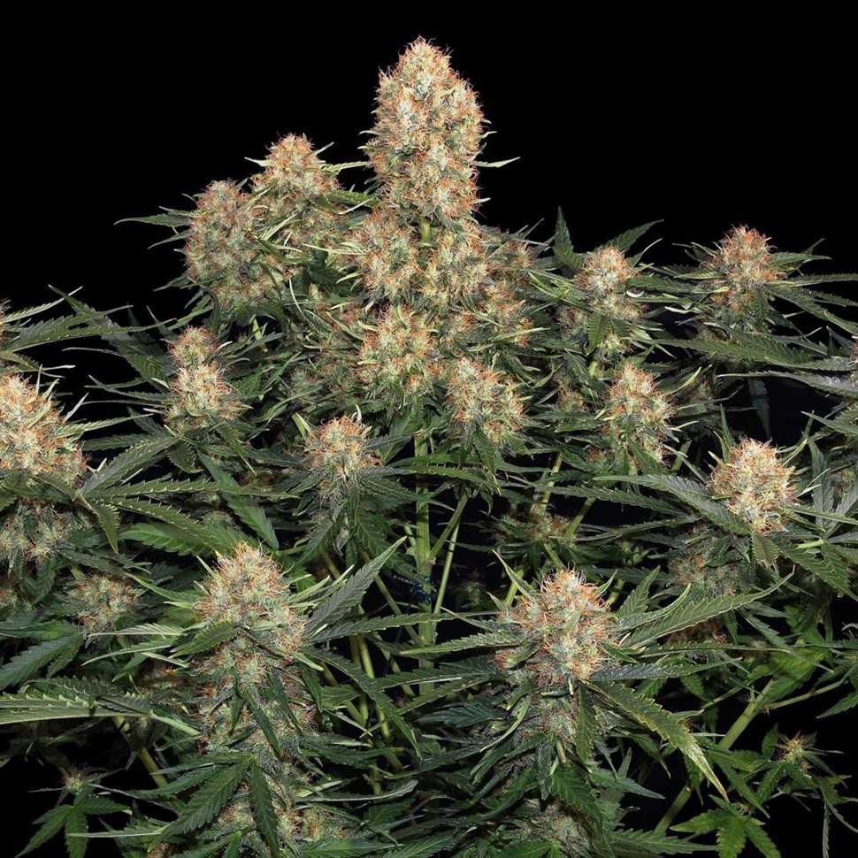 Семена конопли  Original Skunk feminised Ganja Seeds