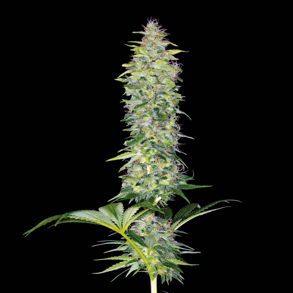 Семена марихуаны  Northern Lights x White Widow feminised Ganja Seeds