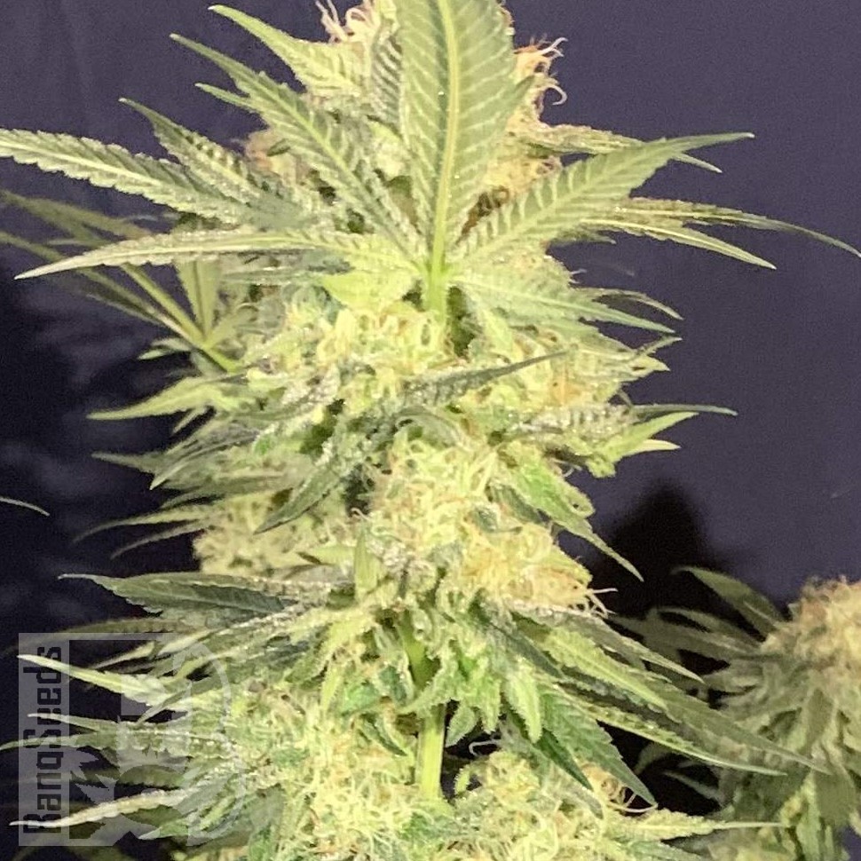 Семена марихуаны  Northern Lights x White Widow feminised Ganja Seeds