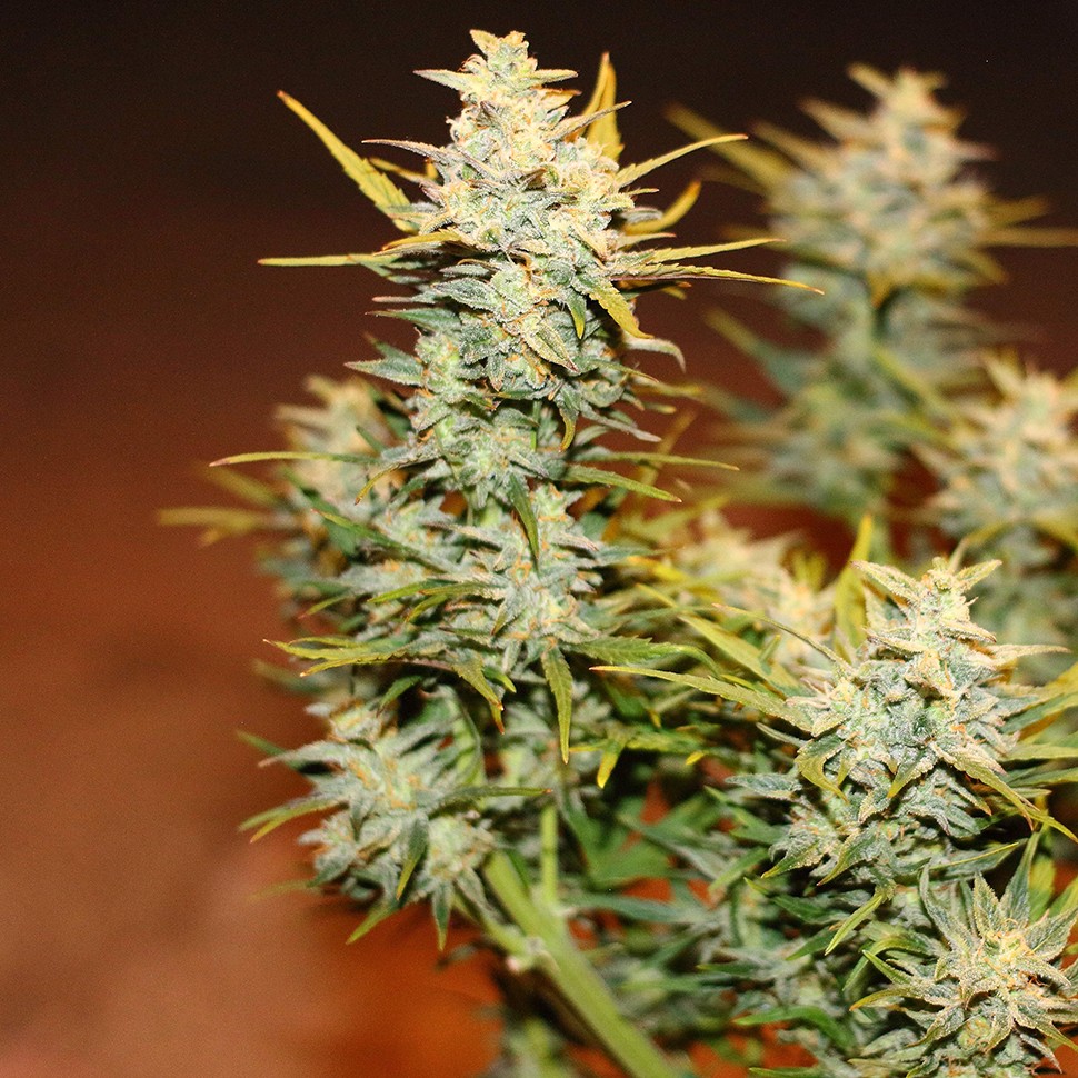 Семена  Auto Dolche Cheese feminised Ganja Seeds