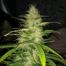 семена конопли наложенным платежом Auto Biggest Bud feminised Victory Seeds