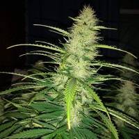 Auto Biggest Bud feminised Victory Seeds