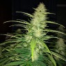 семена конопли для выращивания Auto Biggest Bud feminised Victory Seeds
