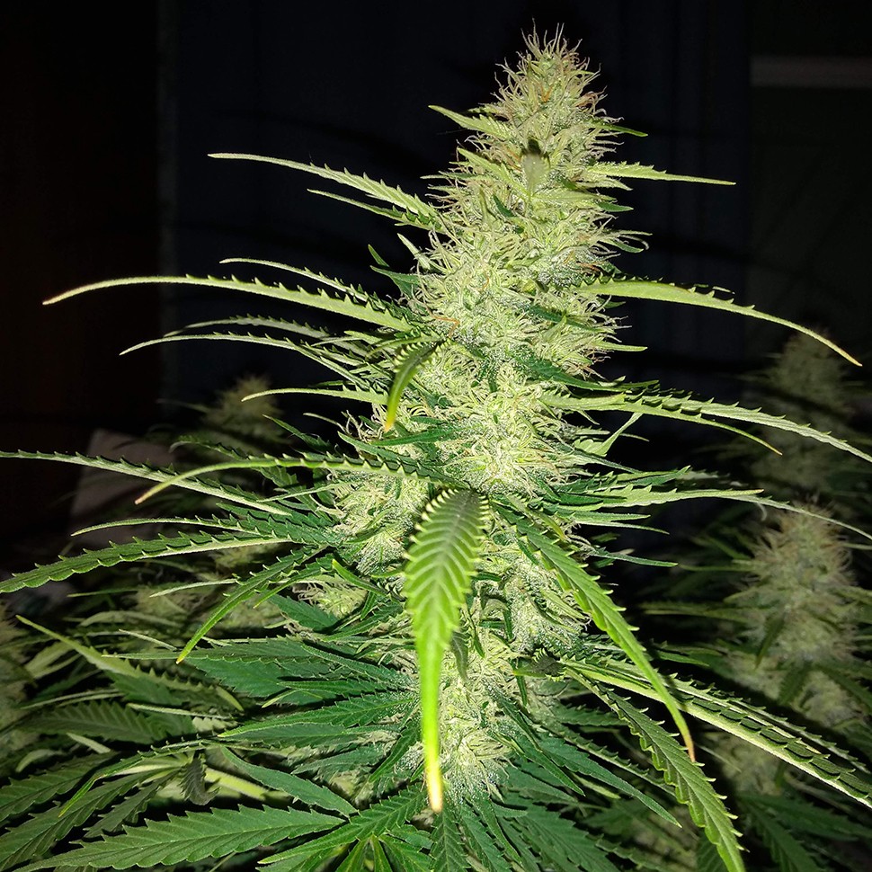 Семена марихуаны  Auto Biggest Bud feminised Victory Seeds