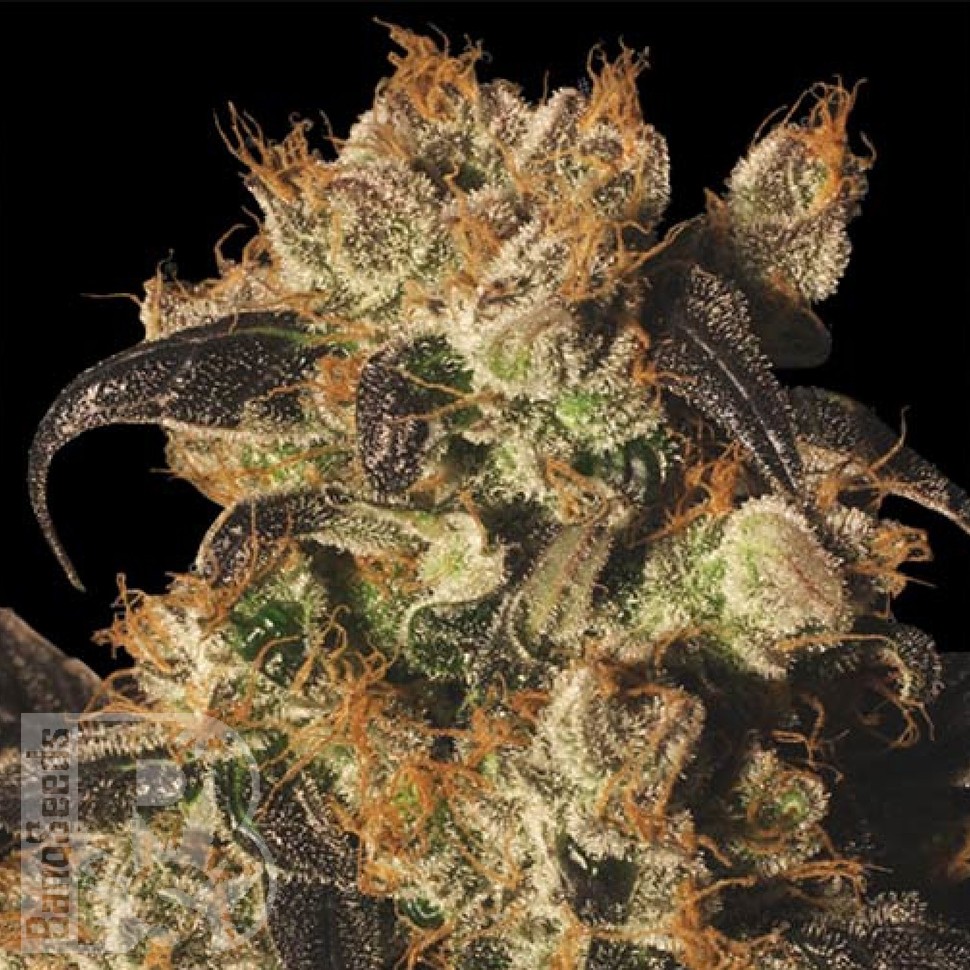 Семена конопли  Auto White Berry feminised Ganja Seeds