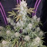 Семена конопли  Auto White Berry feminised Ganja Seeds
