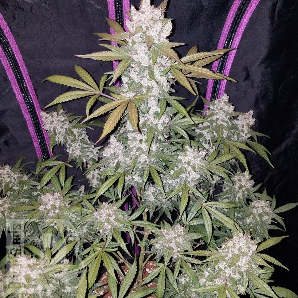 Семена конопли  Auto White Berry feminised Ganja Seeds