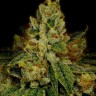 Семена конопли  Auto White Berry feminised Ganja Seeds