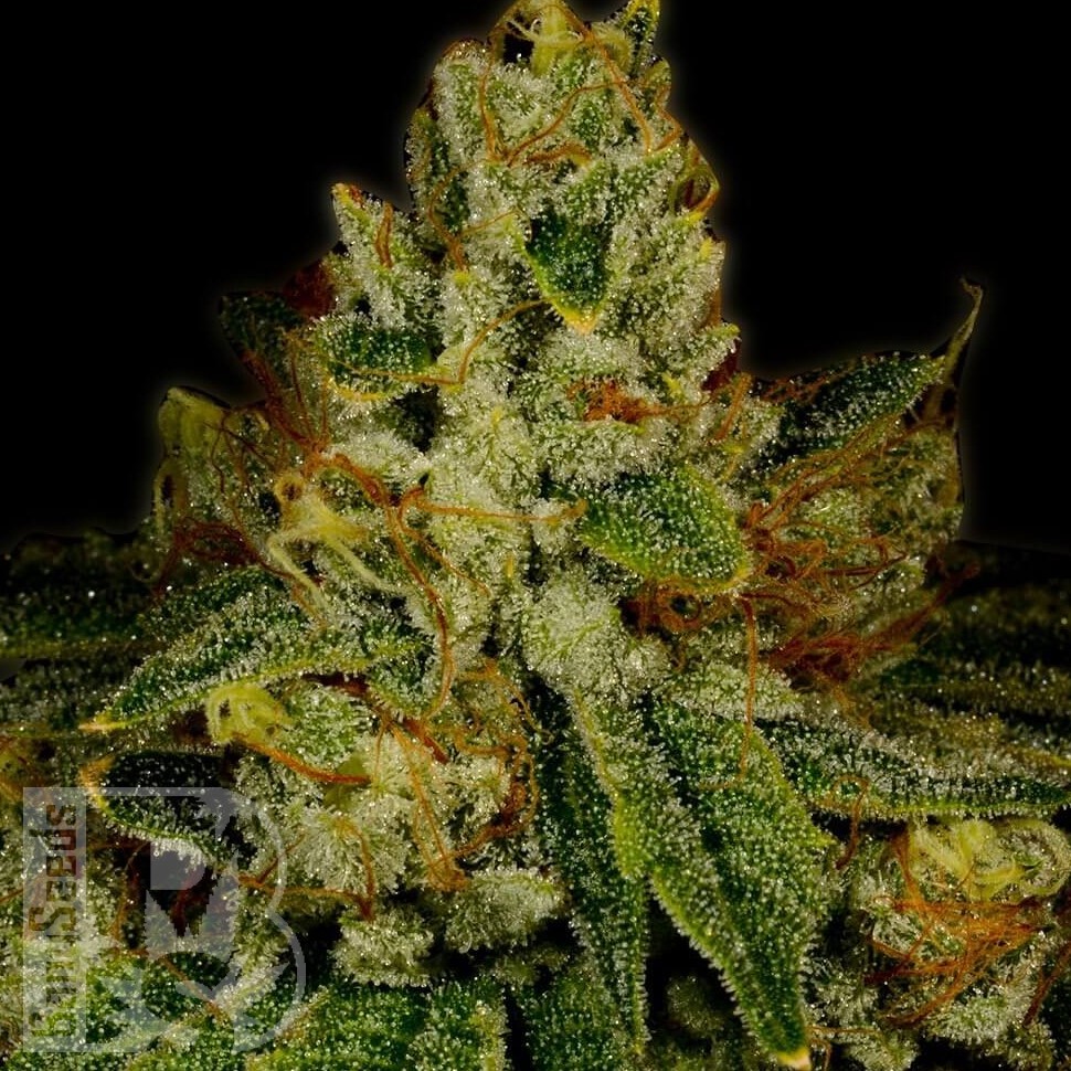Семена конопли  Auto White Berry feminised Ganja Seeds