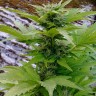 Семена марихуаны  Russian Rocket Fuel feminised Ganja Seeds