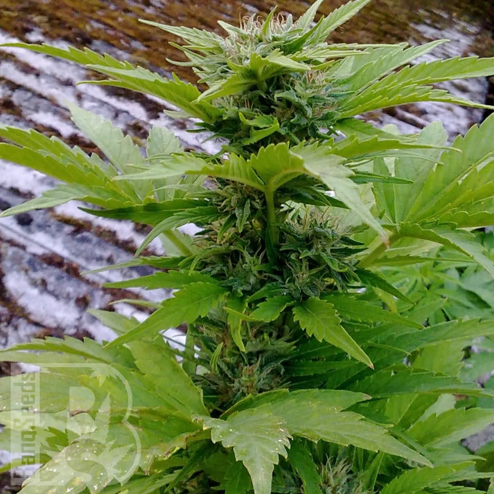 Семена марихуаны  Russian Rocket Fuel feminised Ganja Seeds