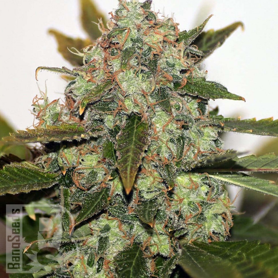 Семена марихуаны  Russian Rocket Fuel feminised Ganja Seeds