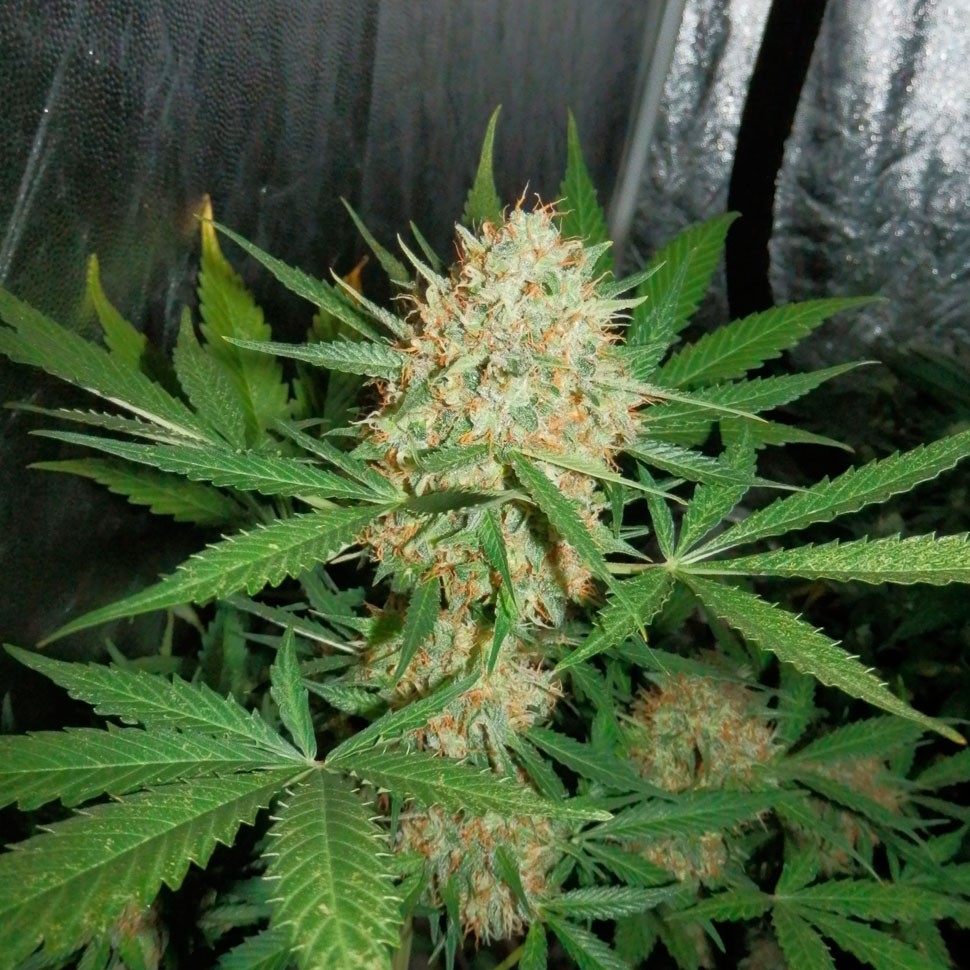 купить семена конопли Auto White Widow feminised