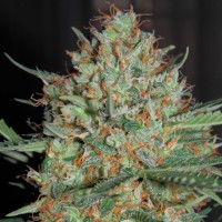 Auto White Widow feminised Ganja Seeds