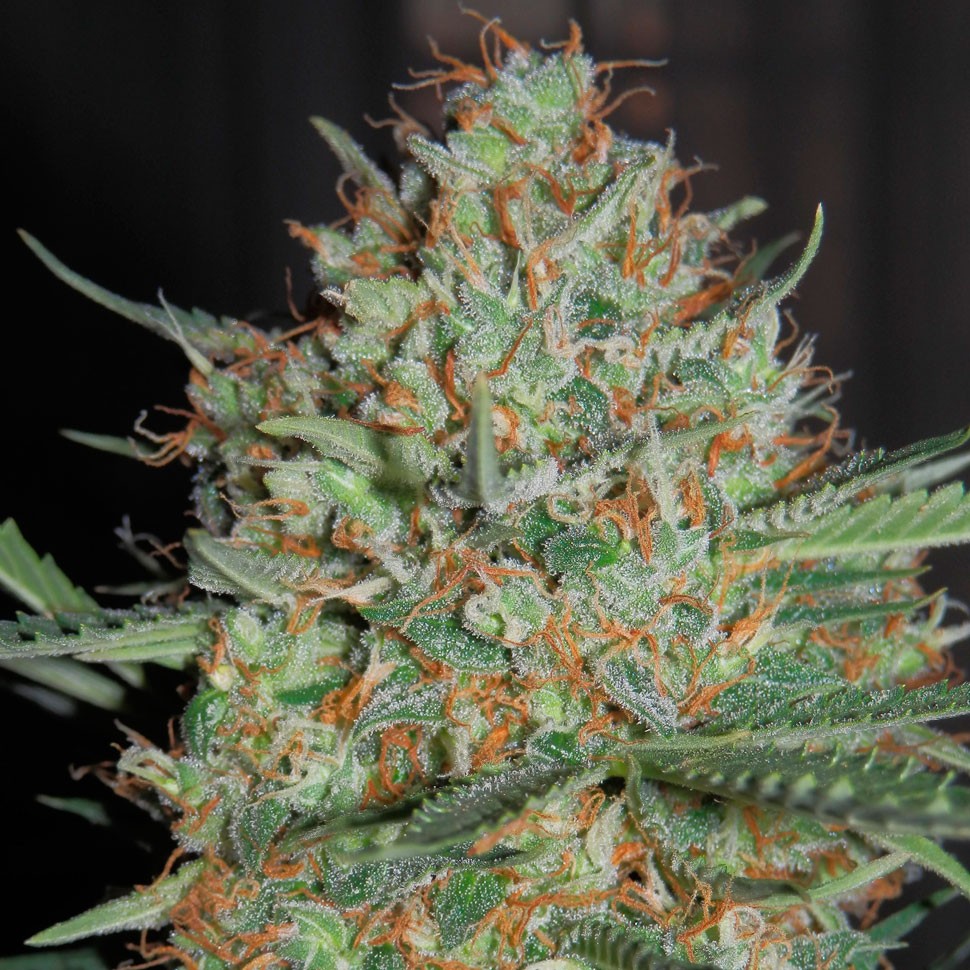 Семена марихуаны  Auto White Widow feminised Ganja Seeds