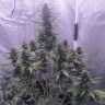 купить семена Auto White Widow feminised Ganja Seeds