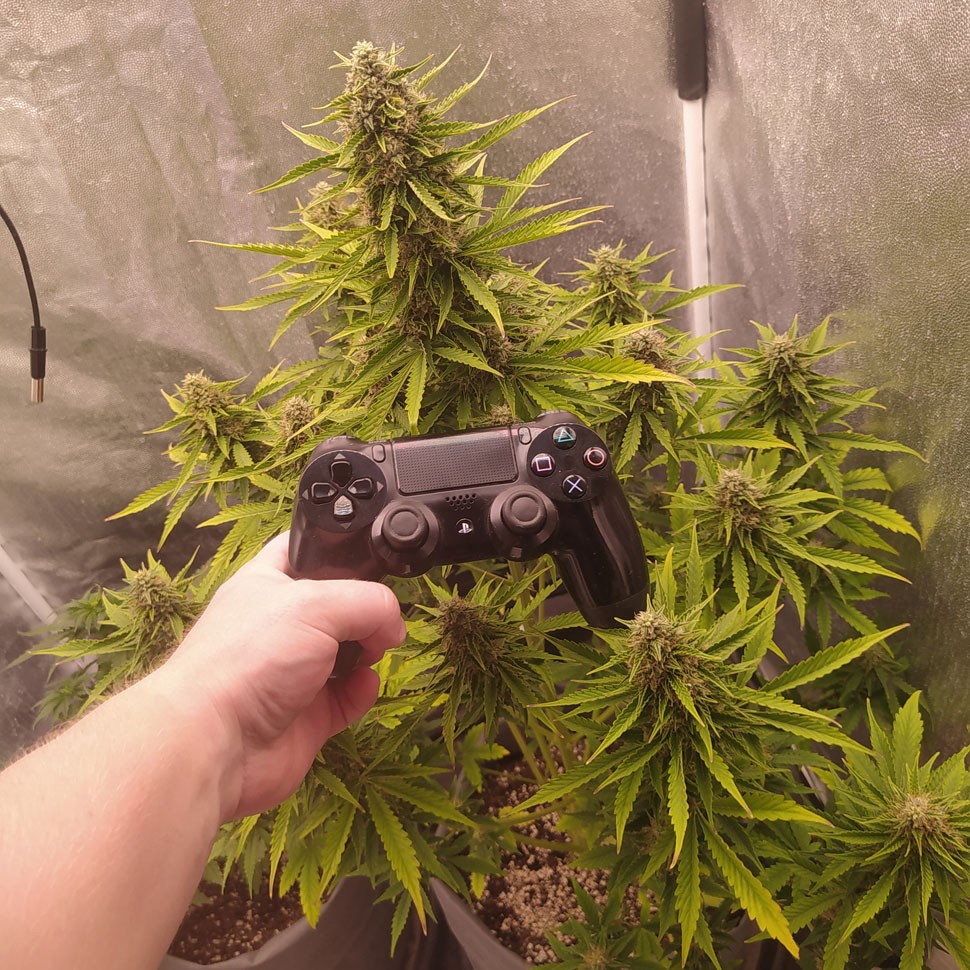 заказать Auto White Widow feminised Ganja Seeds