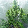 Сорт Auto White Widow feminised Ganja Seeds