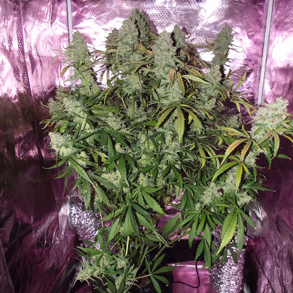 Семена конопли  Auto The Ultimate feminised Ganja Seeds