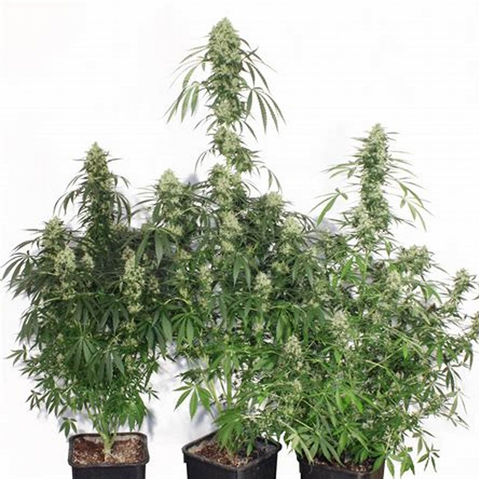 купить автоцветущие семена конопли Auto The Ultimate feminised