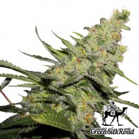 AK 47 feminised Green Silk Road Seeds