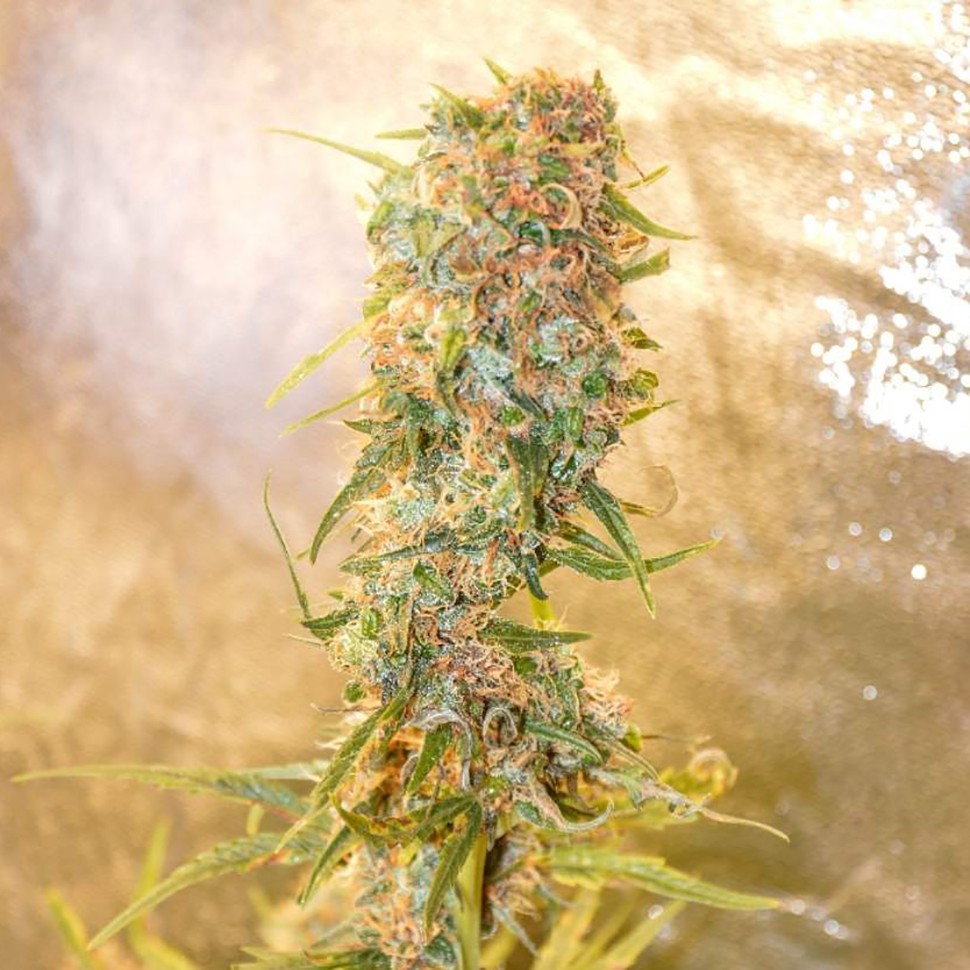 купить автоцветущие семена конопли Auto Chronic Ryder feminised