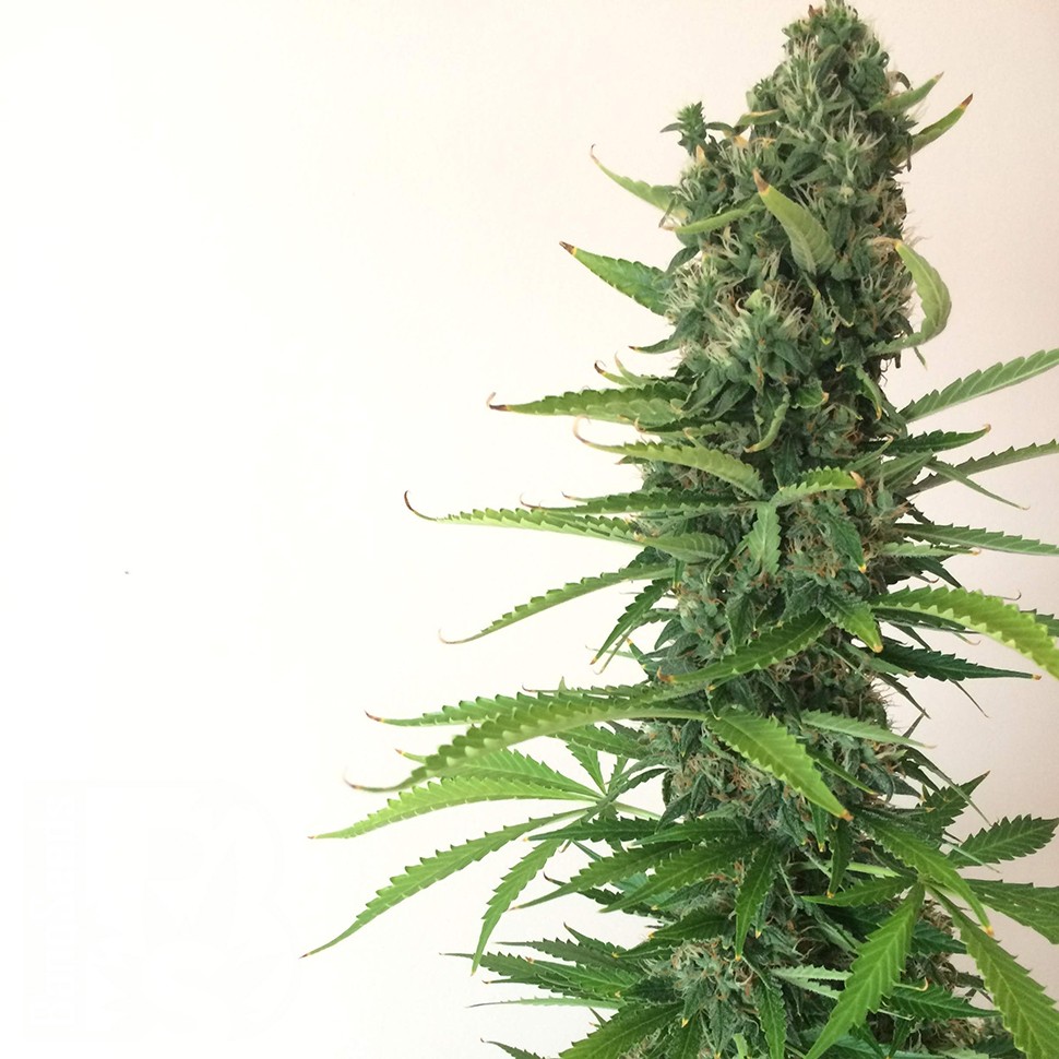 Семена каннабиса  Auto White Goblin feminised Ganja Seeds