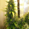 Семена  Russian Widow feminised Ganja Seeds