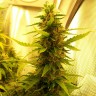 Семена  Russian Widow feminised Ganja Seeds